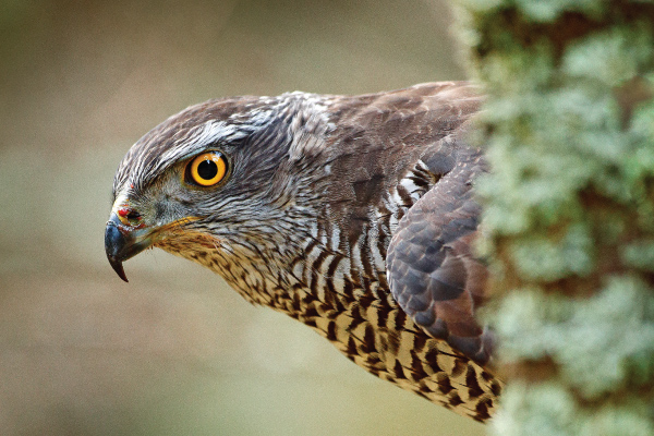 Boise Bird of Prey Wildlife Center